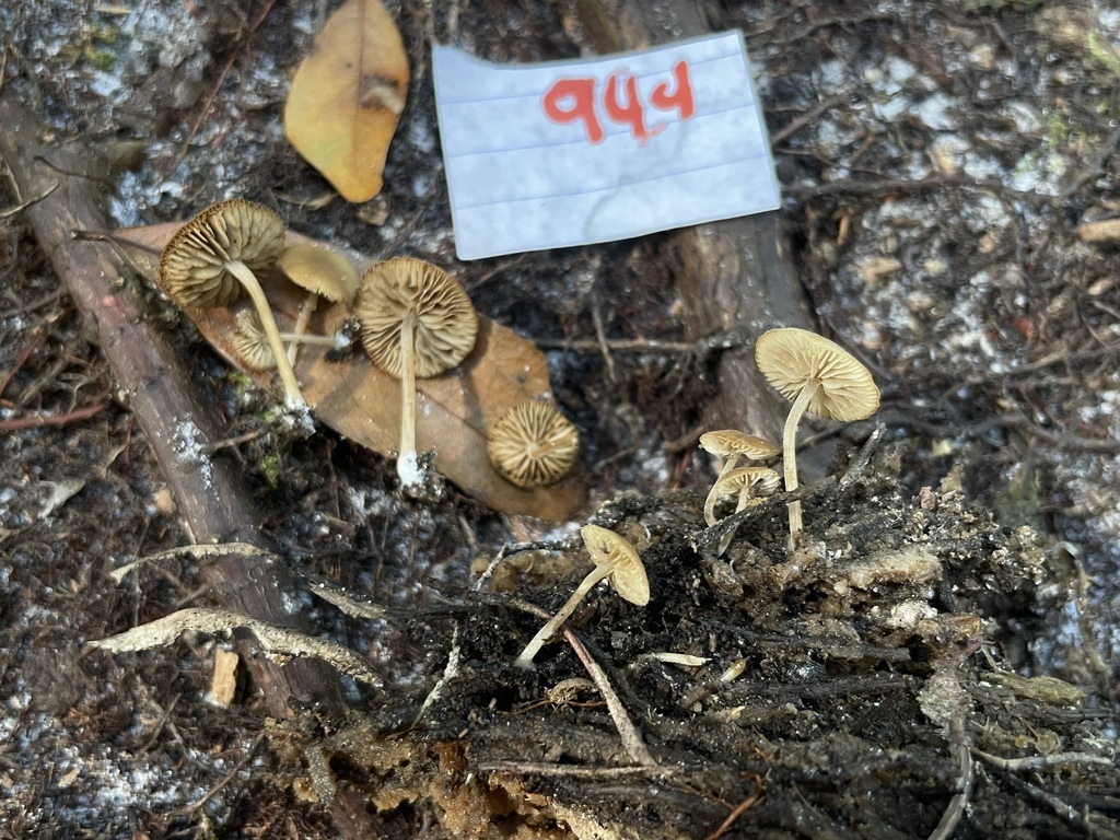 Simocybe sp. 'FL03'