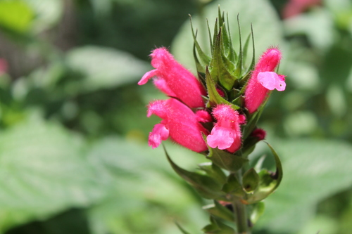 Bolivian hummingbird sage (Salvia oxyphora)