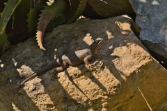 Sceloporus asper