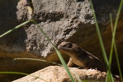 Sceloporus asper