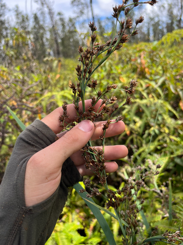 Machaerina mariscoides observed 2025-09-21
