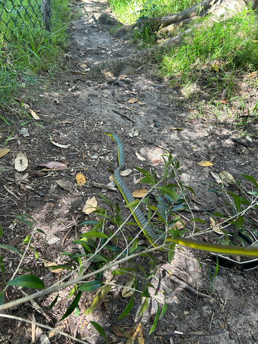Common Tree Snake sighting