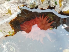 Actinia ebhayiensis