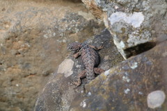 Sceloporus dugesii