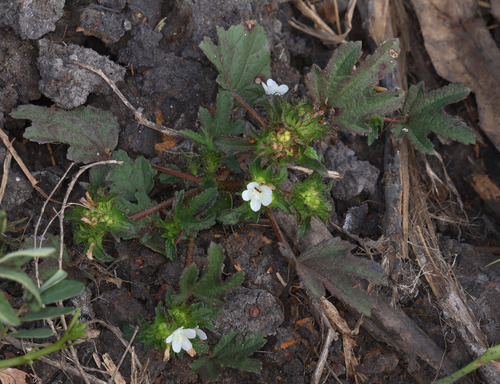 roadside leafbract (Malachra fasciata)