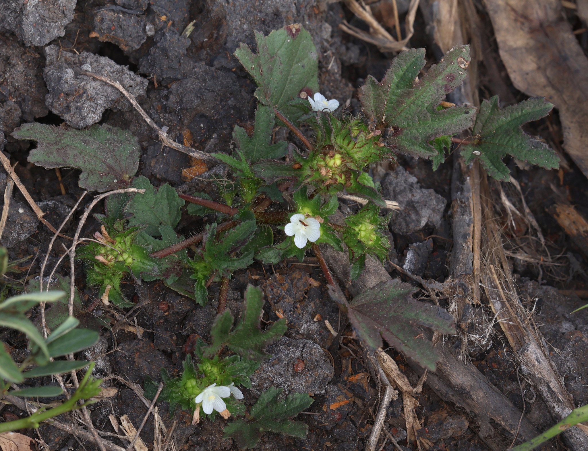 Roadside Leafbract (Malachra fasciata)