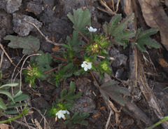Malachra fasciata, photograph (c) Lachlan Copeland, some rights reserved (CC BY-SA)