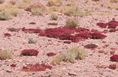 Cistanthe celosioides