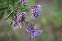 Chromolaena pulchella