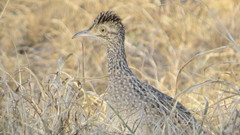 Nothoprocta cinerascens