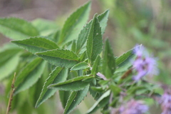 Chromolaena pulchella