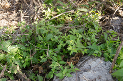 Nesogenes madagascariensis