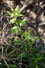 Nesogenes madagascariensis