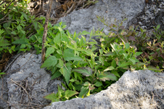 Nesogenes madagascariensis