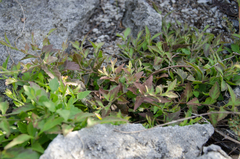 Nesogenes madagascariensis