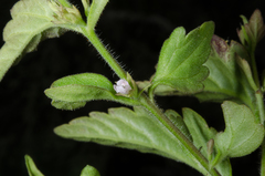 Nesogenes madagascariensis