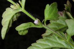 Nesogenes madagascariensis
