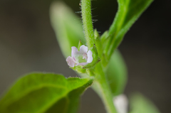 Nesogenes madagascariensis