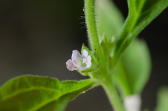 Nesogenes madagascariensis