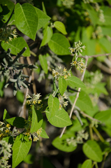 Leptadenia madagascariensis