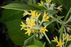 Leptadenia madagascariensis