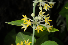 Leptadenia madagascariensis