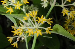 Leptadenia madagascariensis