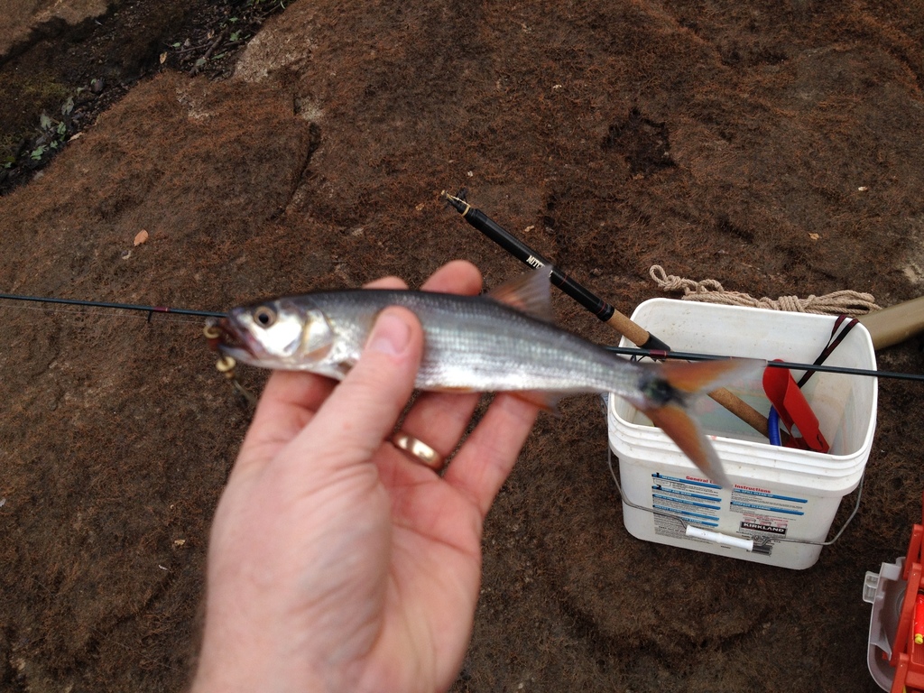 Bates's minnow (Raiamas batesii) — Cyprinidae