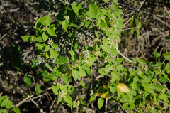 Leptadenia madagascariensis