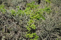 Leptadenia madagascariensis