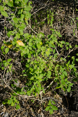 Leptadenia madagascariensis