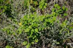 Leptadenia madagascariensis