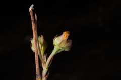 Cheirolaena linearis