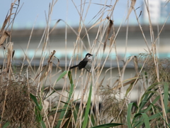 Pycnonotus