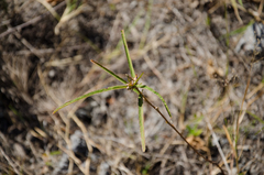Cheirolaena linearis