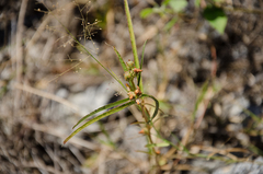 Cheirolaena linearis