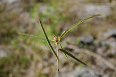 Cheirolaena linearis