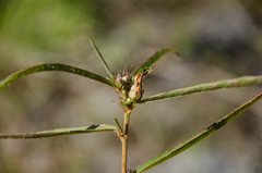 Cheirolaena linearis