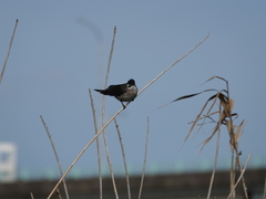 Pycnonotus