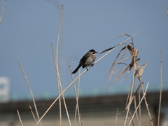 Pycnonotus