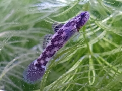 Hemigobius hoevenii