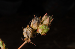 Cheirolaena linearis