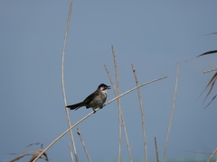 Pycnonotus