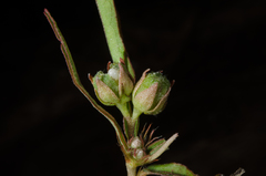 Cheirolaena linearis