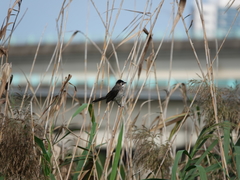 Pycnonotus