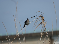 Pycnonotus