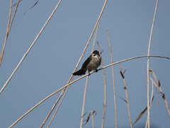 Pycnonotus