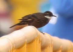 Cinclodes nigrofumosus