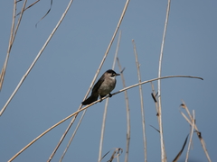 Pycnonotus