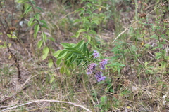 Chromolaena pulchella